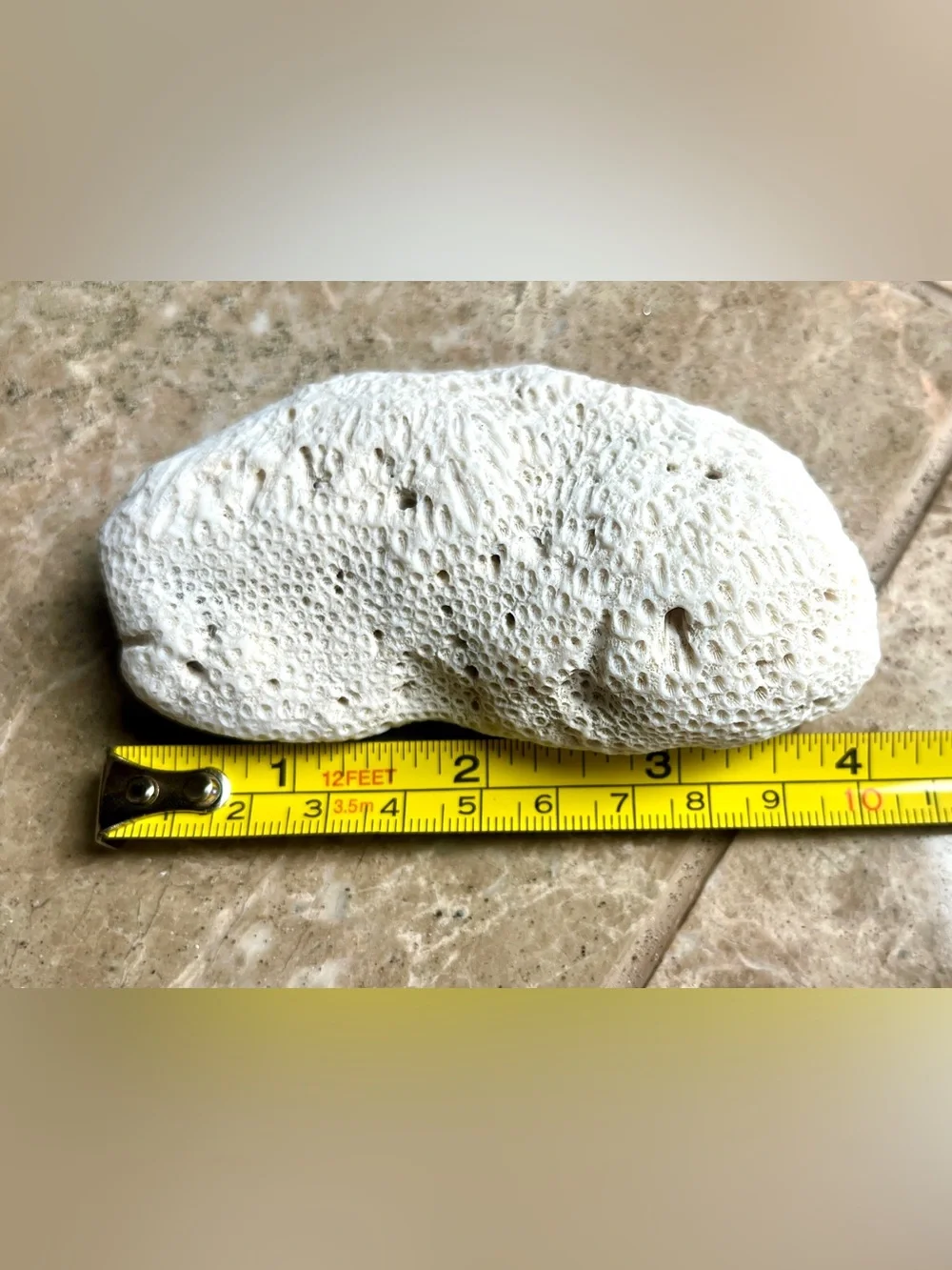South Pacific Bean Shaped White Coral